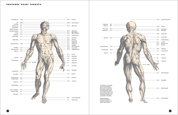 Sample pages from 'Essential Anatomy for Healing and Martial Arts'; a unique book that familiarizes healing practitioners and martial artists with basic concepts of the human body, as defined by both Western and Eastern medical traditions. Comprehensive, easy to understand, and lavishly illustrated in full color. Specially designed for students, healing professionals, and martial artists.