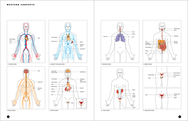 Sample pages from 'Essential Anatomy for Healing and Martial Arts'; a unique book that familiarizes healing practitioners and martial artists with basic concepts of the human body, as defined by both Western and Eastern medical traditions. Comprehensive, easy to understand, and lavishly illustrated in full color. Specially designed for students, healing professionals, and martial artists.